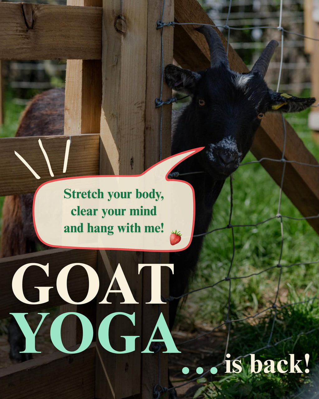 Goat Yoga